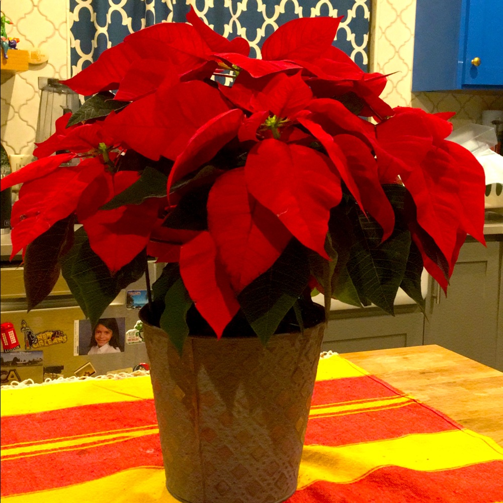 Meet your Posher, Gina